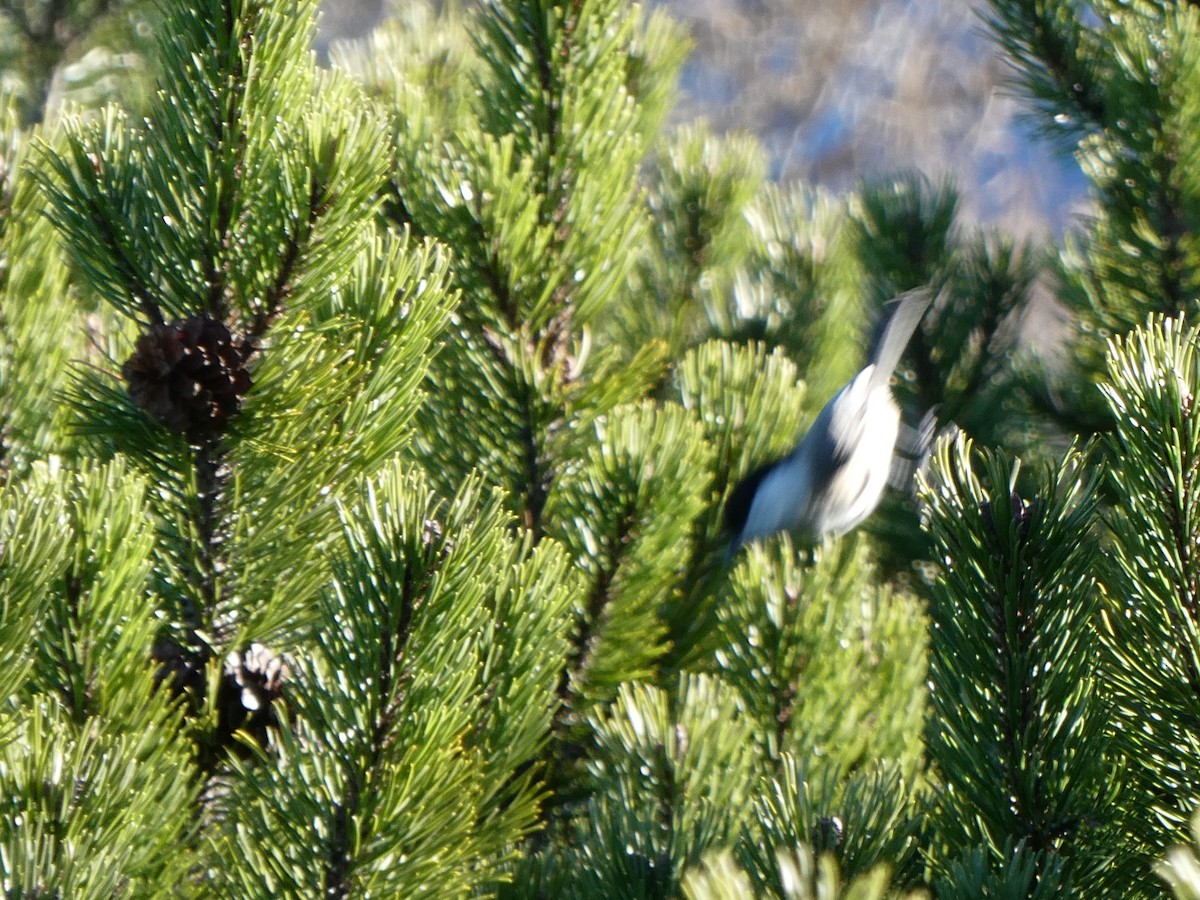 Пухляк - ML645302674