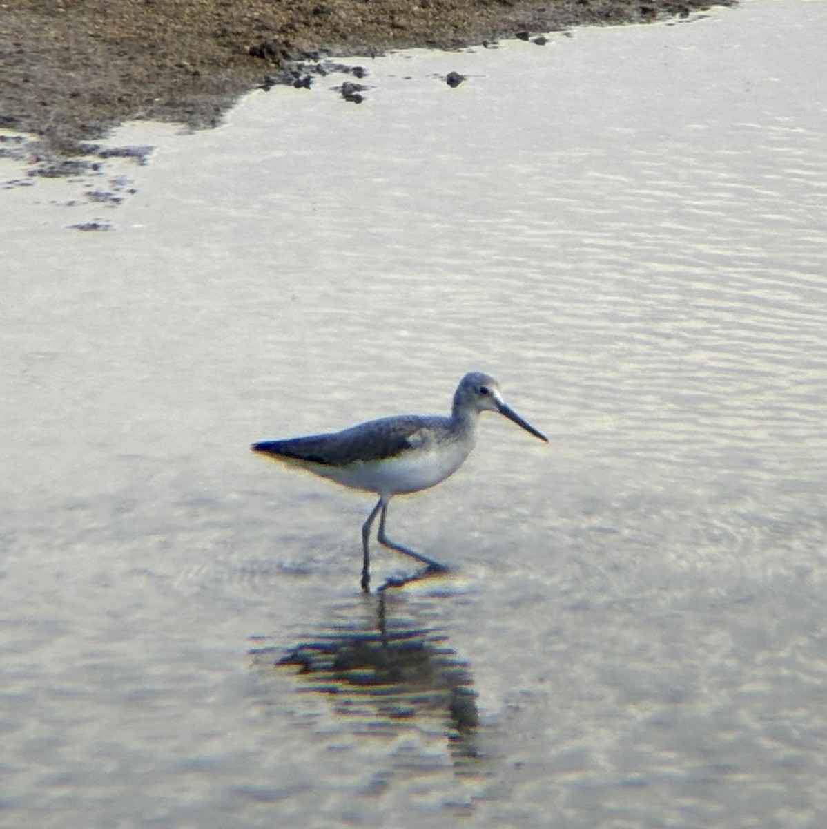 Common Greenshank - ML645302677