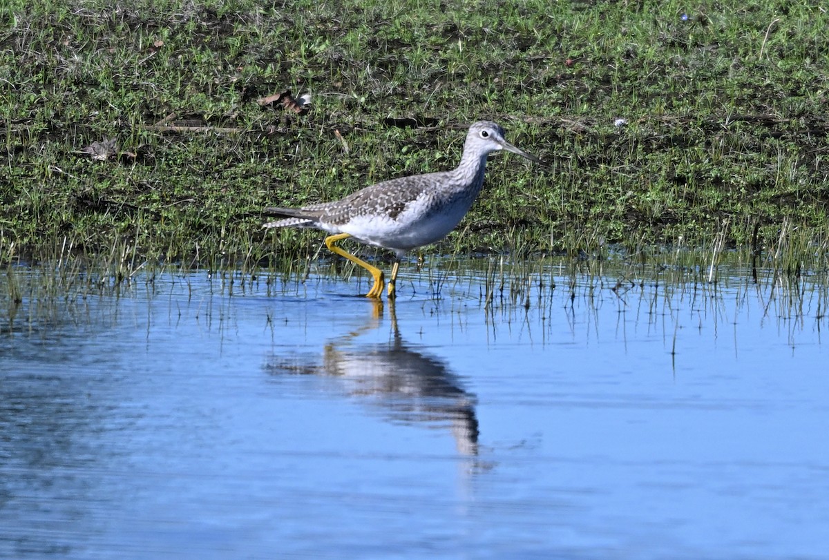 Greater Yellowlegs - ML645302678