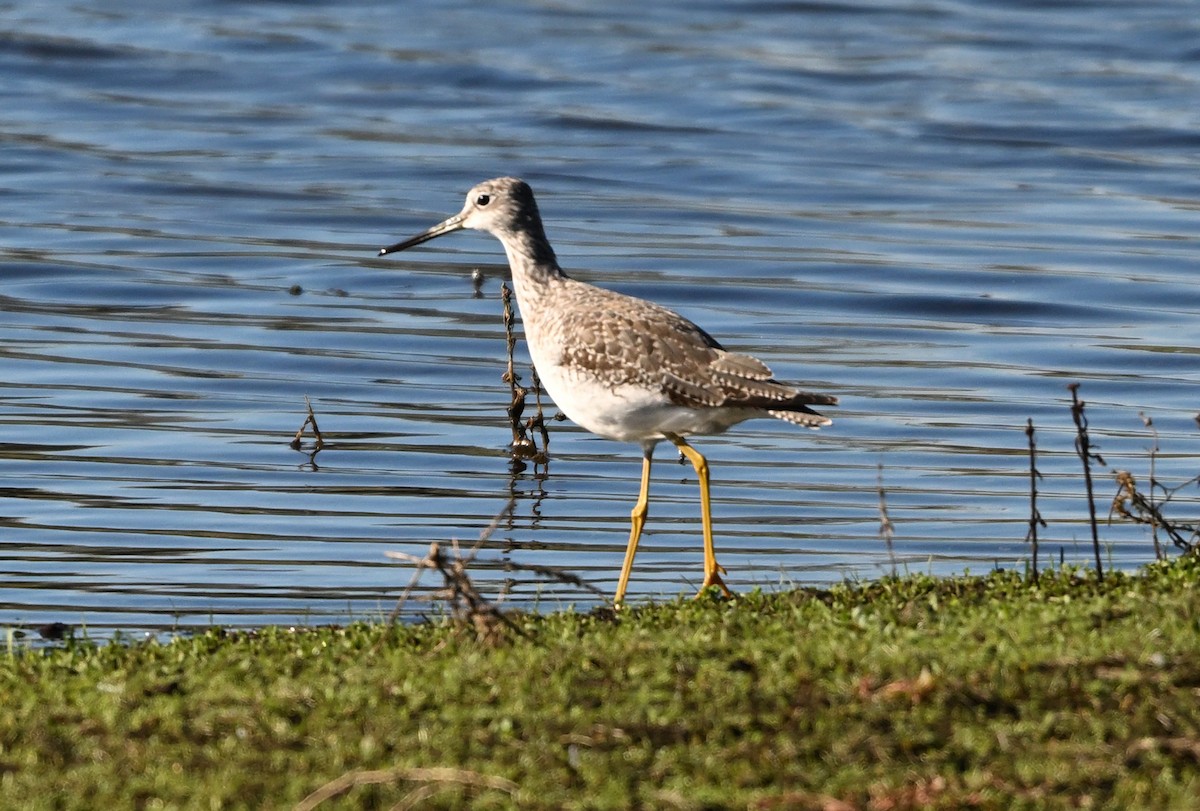Greater Yellowlegs - ML645302686