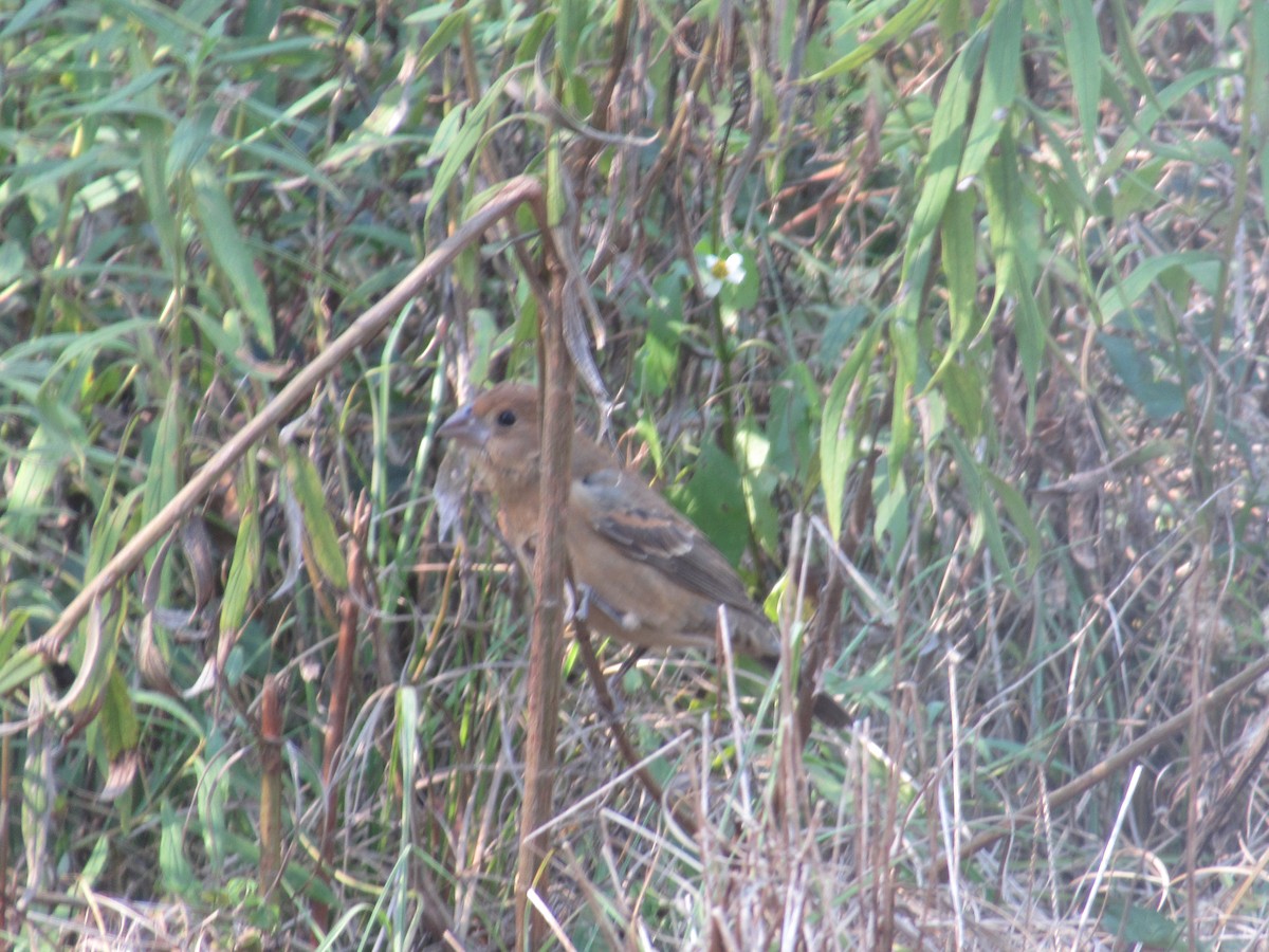 Blue Grosbeak - ML645302694
