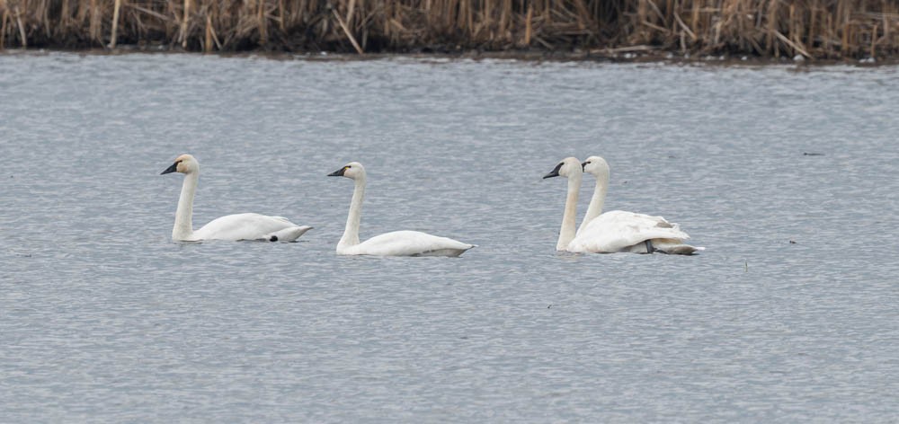 Trumpeter Swan - ML645302702