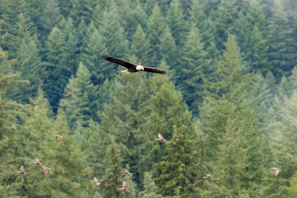 Bald Eagle - ML645302704