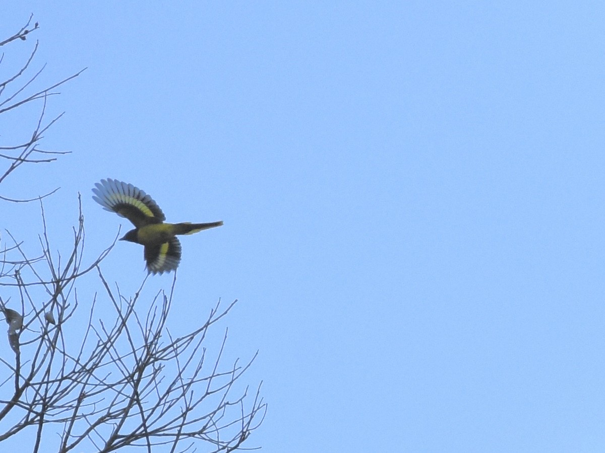 Scarlet Minivet (Philippine Yellow) - ML645302706