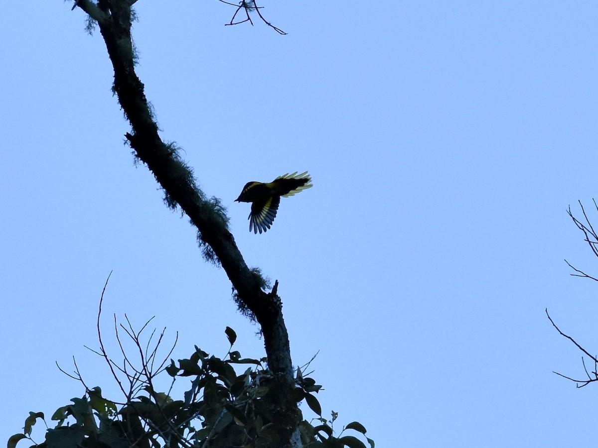 Scarlet Minivet (Philippine Yellow) - ML645302707