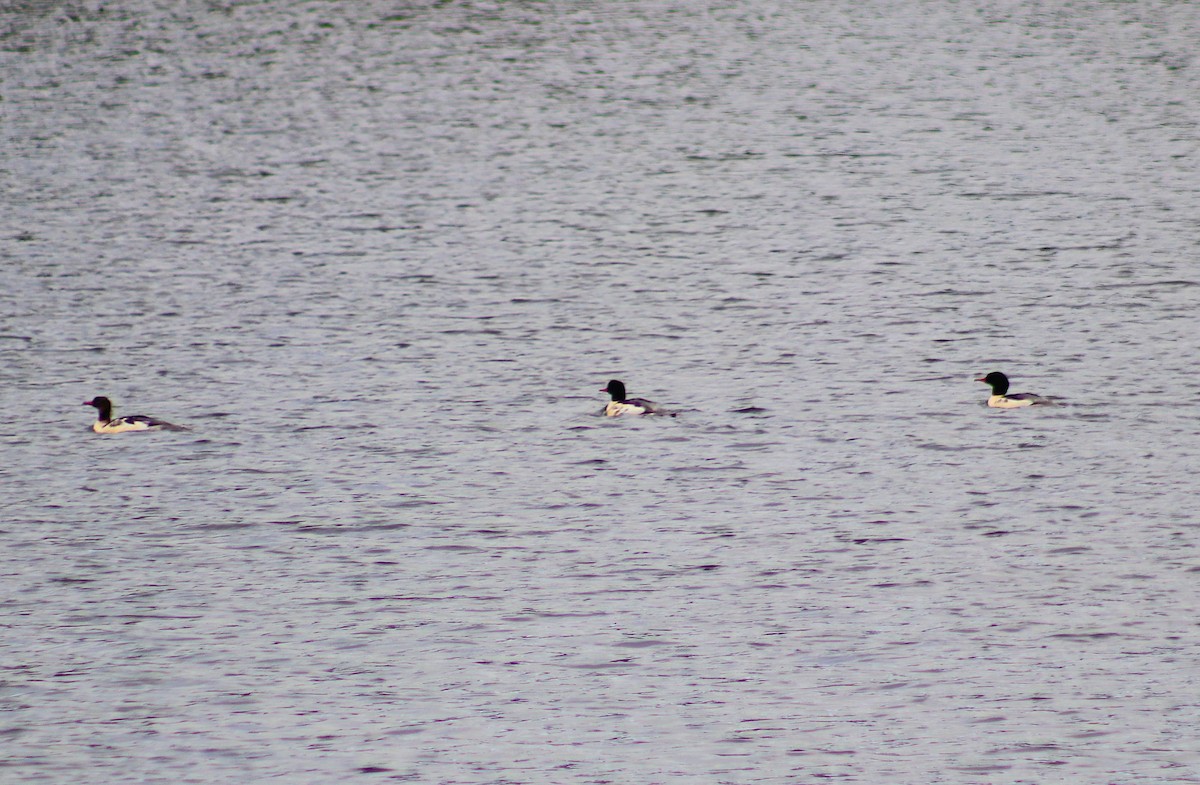 Common Merganser - ML645302719