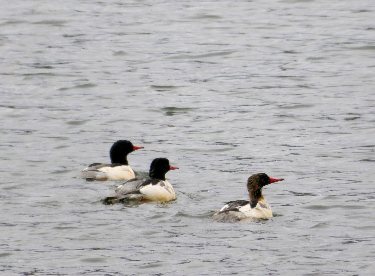 Common Merganser - ML645302720