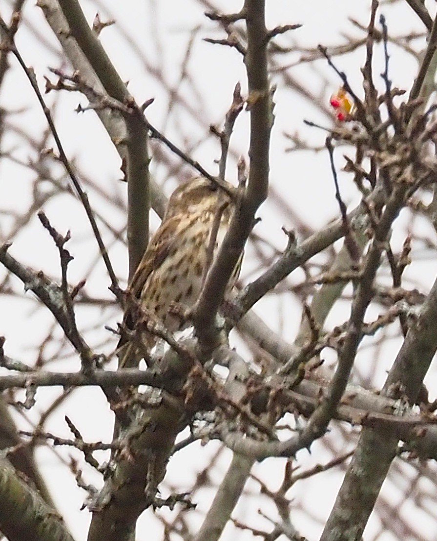 Roselin pourpré - ML645302722