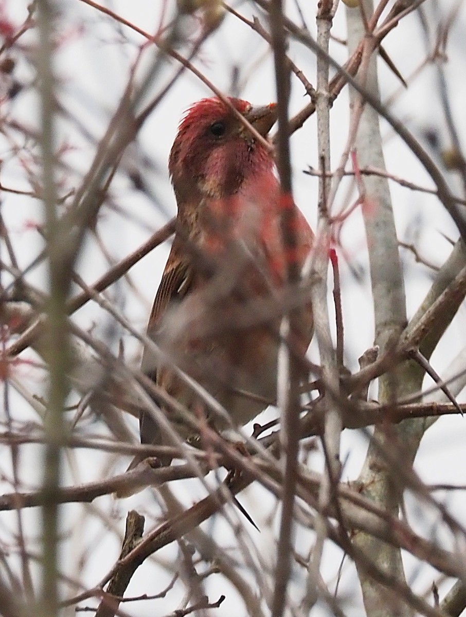 Roselin pourpré - ML645302723