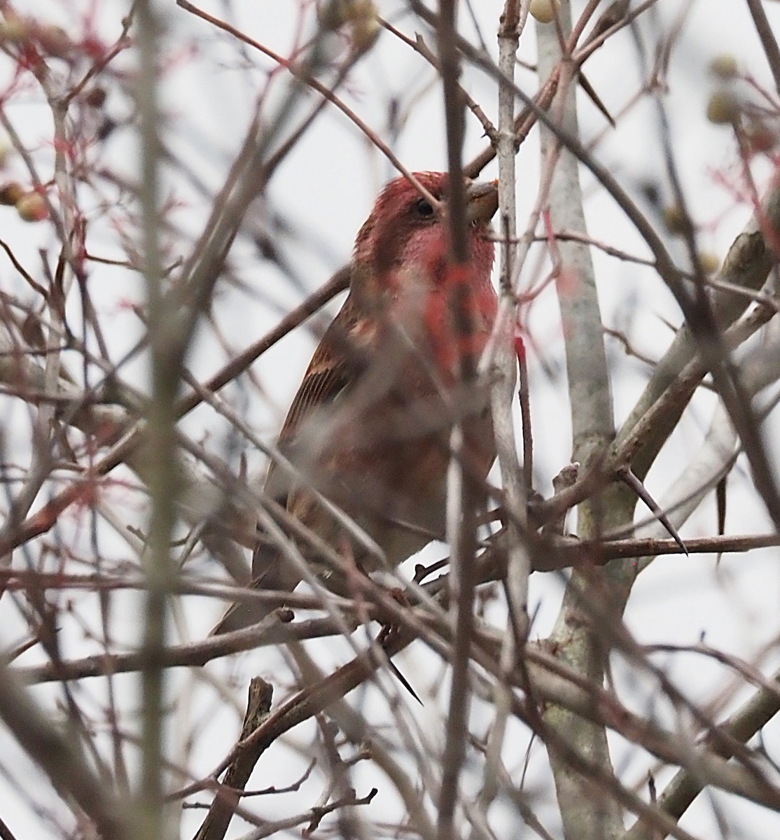 Roselin pourpré - ML645302724