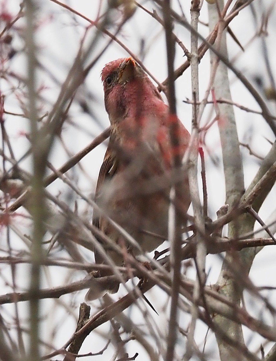 Roselin pourpré - ML645302725