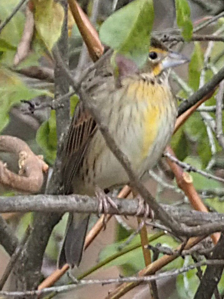 Dickcissel - ML645302727