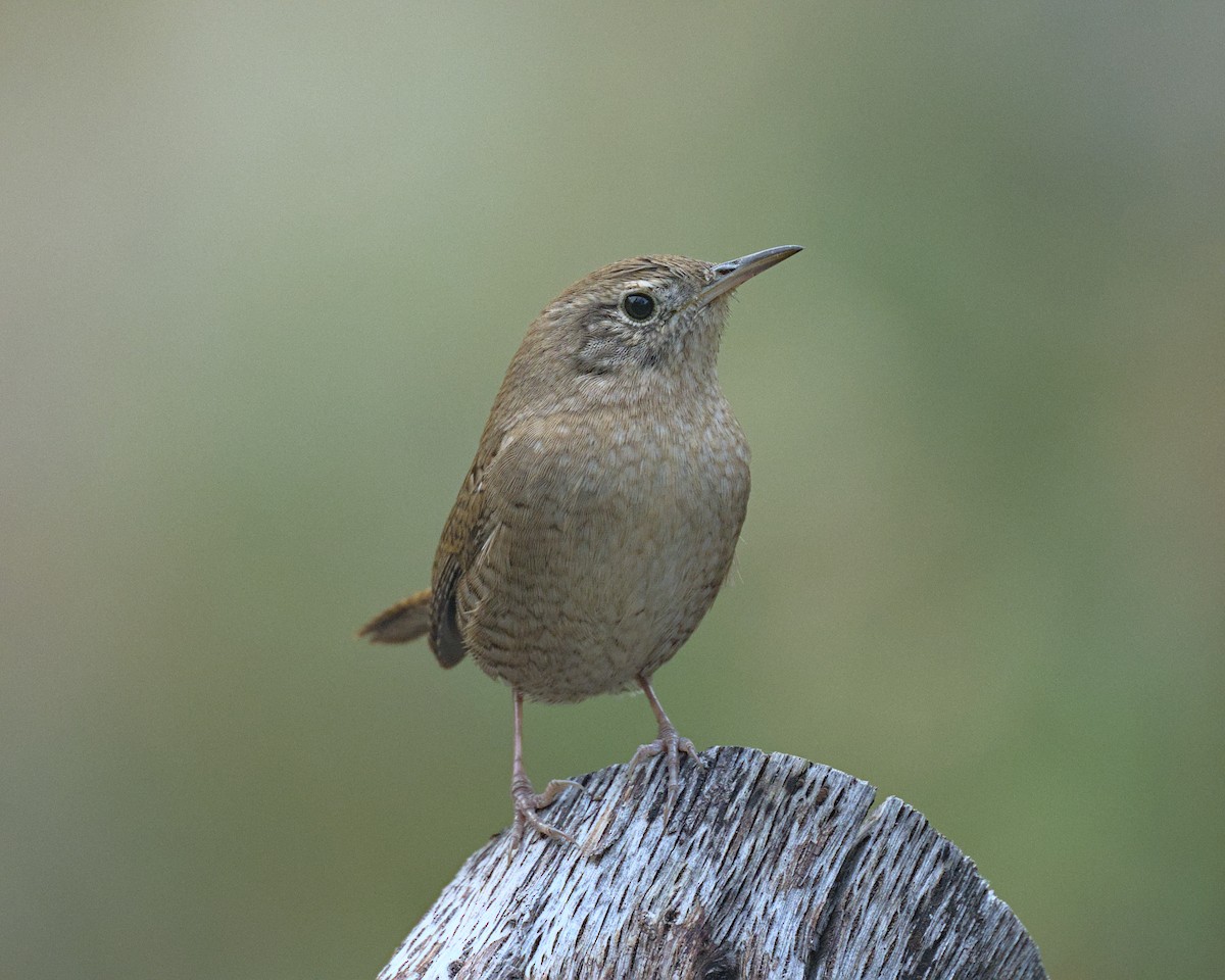 Northern House Wren - ML645302728