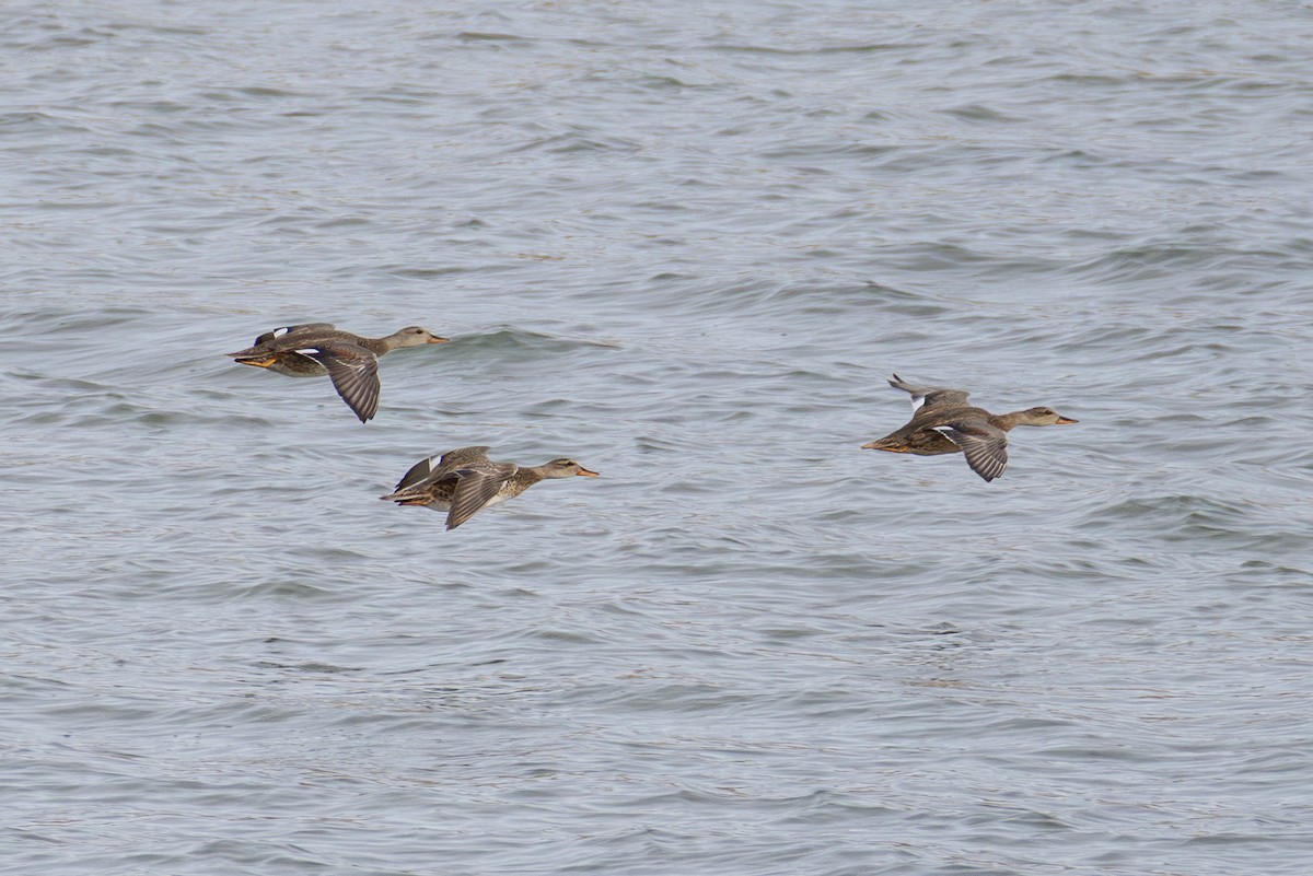 Нерозень - ML645302739