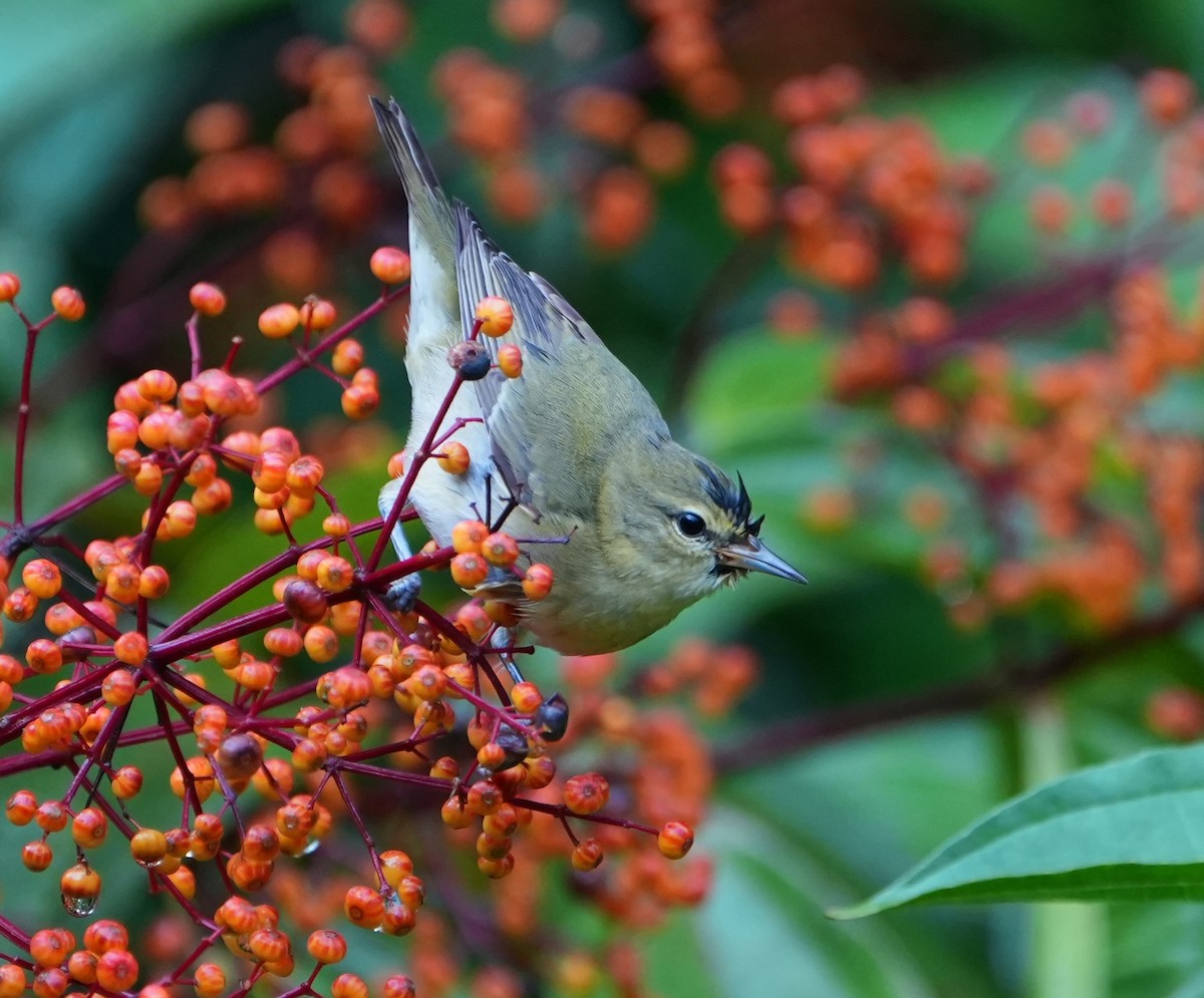 Червоїд світлобровий - ML645302752