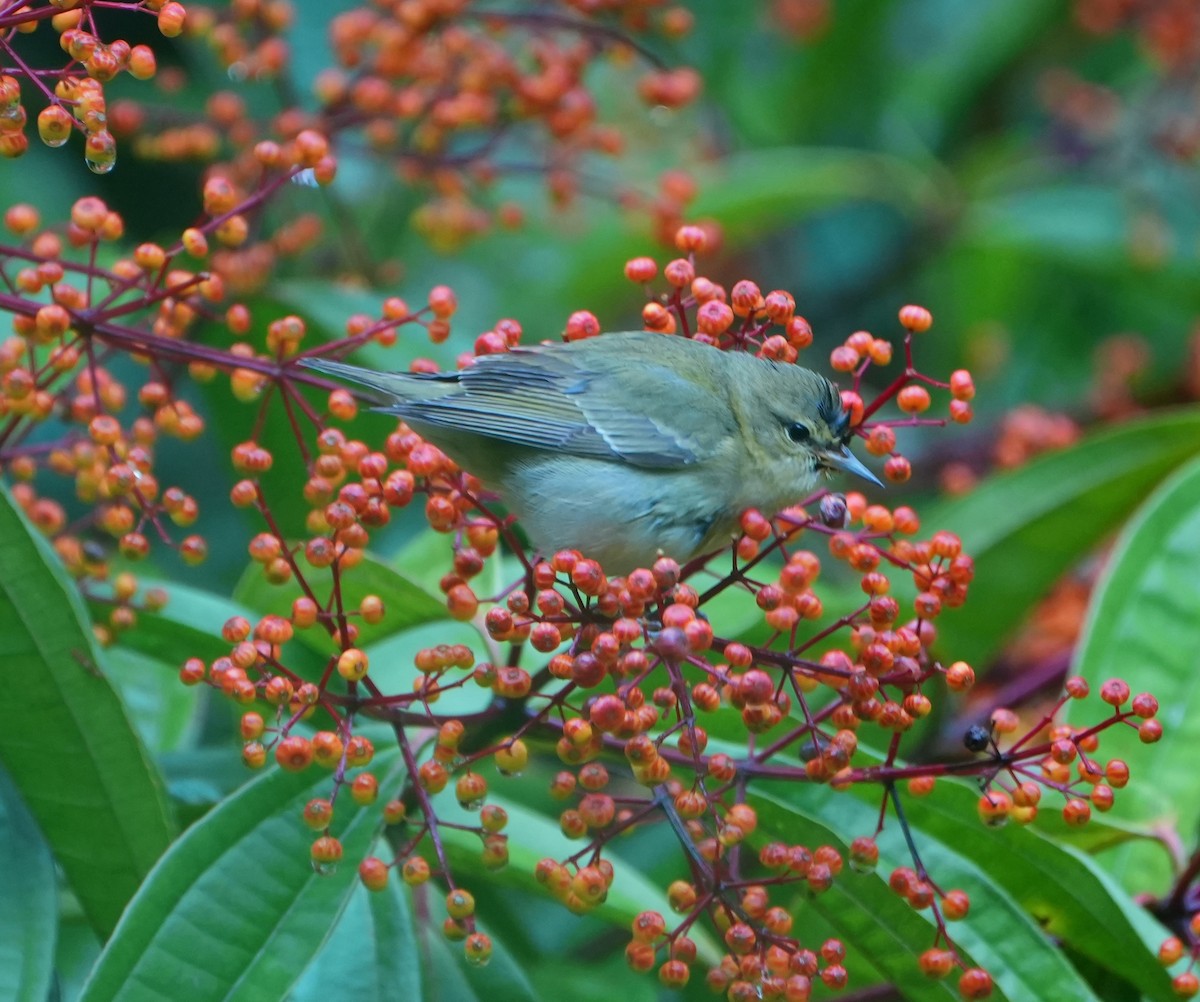 Червоїд світлобровий - ML645302753