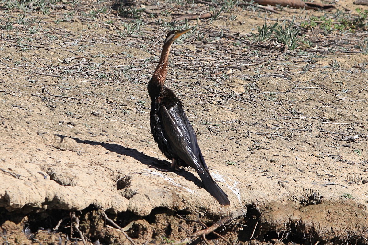Australasian Darter - ML645302758