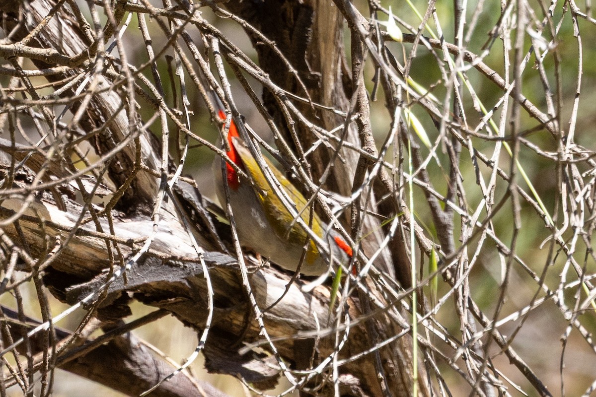 Краснобровая амадина - ML645302760