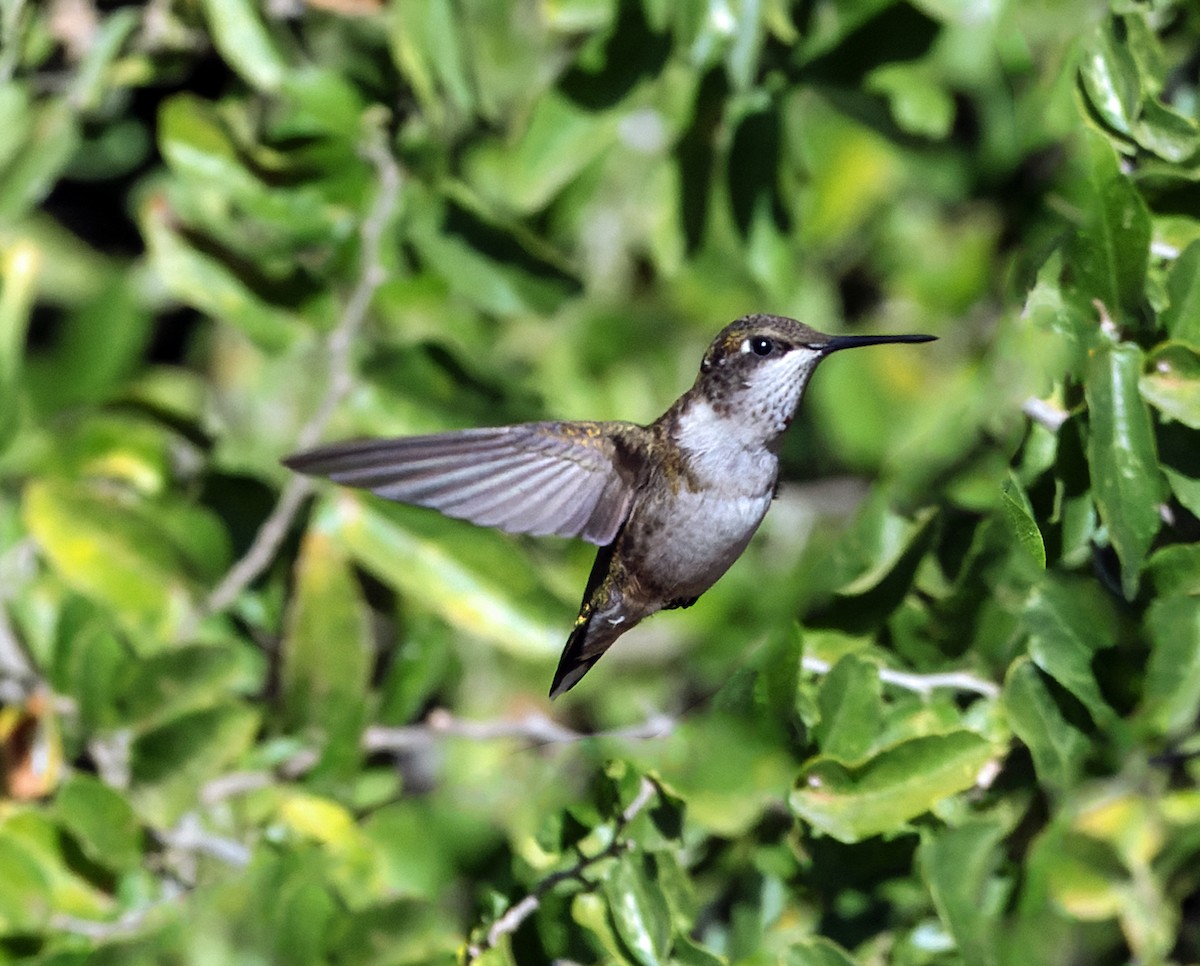 Ruby-throated Hummingbird - ML645302790