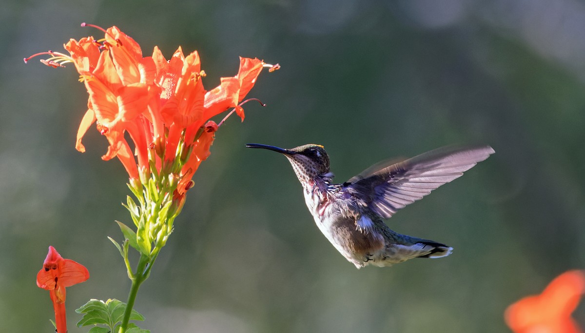 Ruby-throated Hummingbird - ML645302791