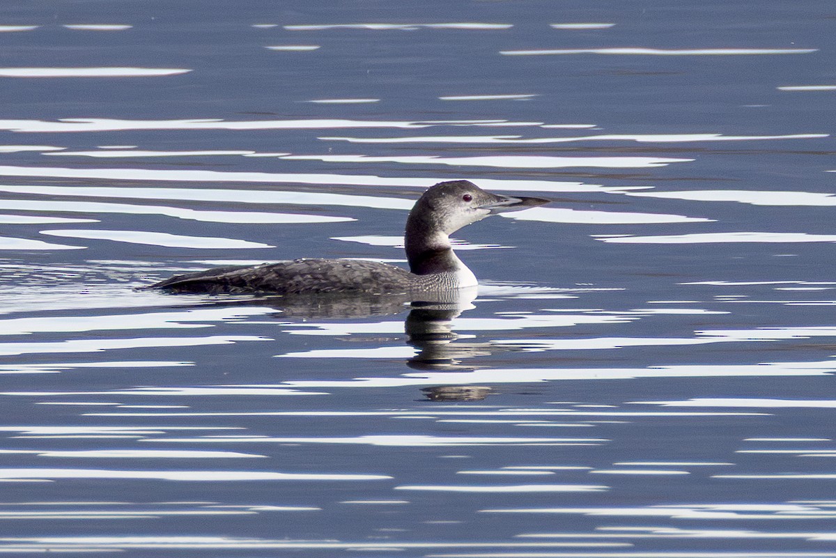 potáplice lední - ML645302794