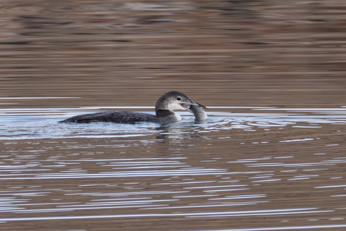 potáplice lední - ML645302795