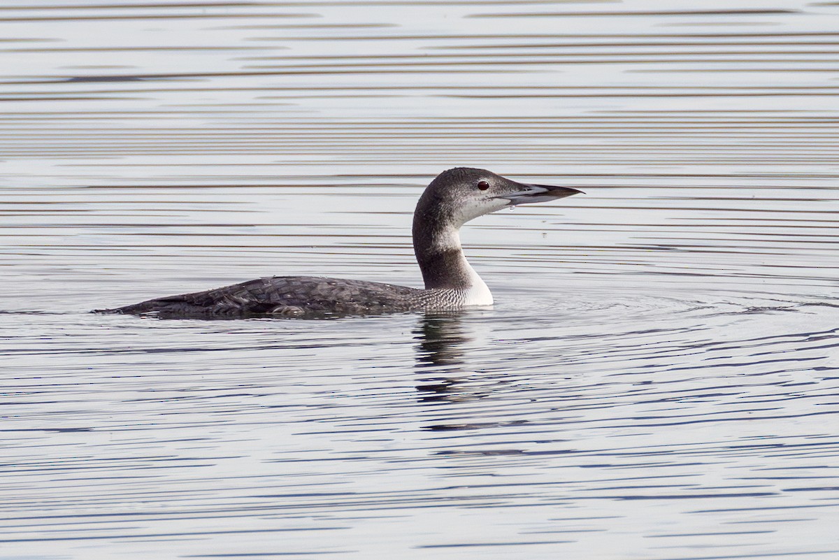 potáplice lední - ML645302796