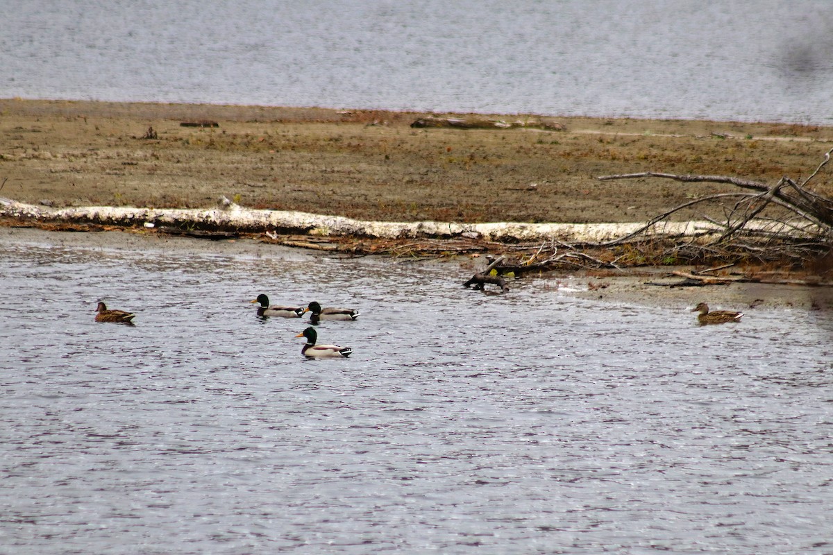 Mallard - ML645302799