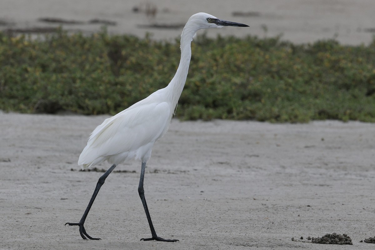 Reddish Egret - ML645302802