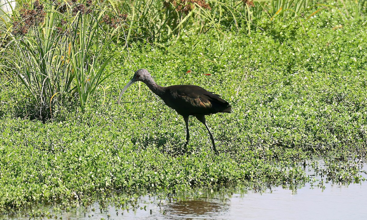 Beltzaran musuzuria - ML645302812