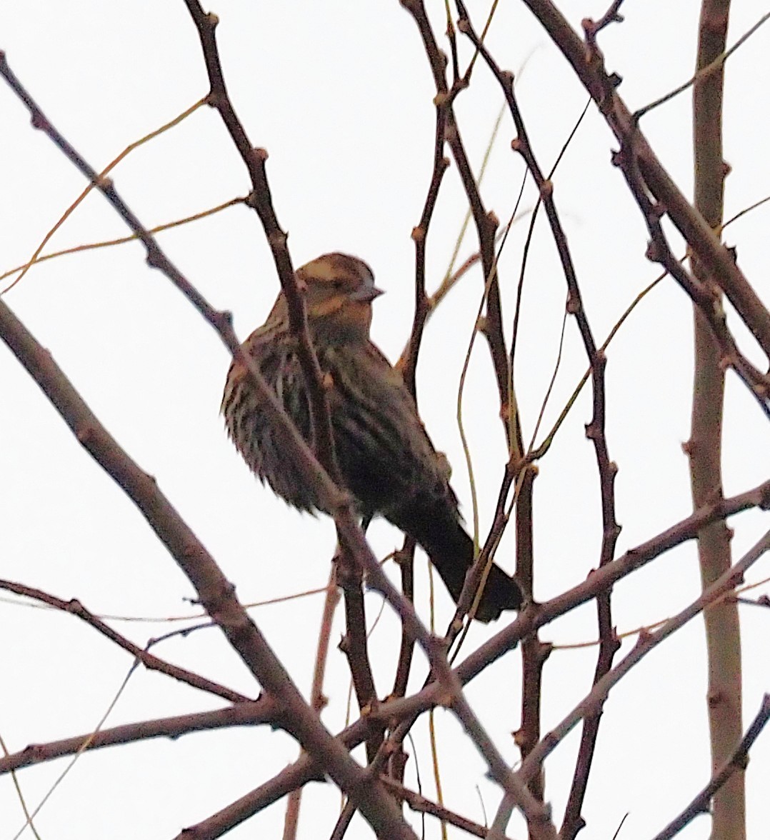 Красноплечий трупиал - ML645302825