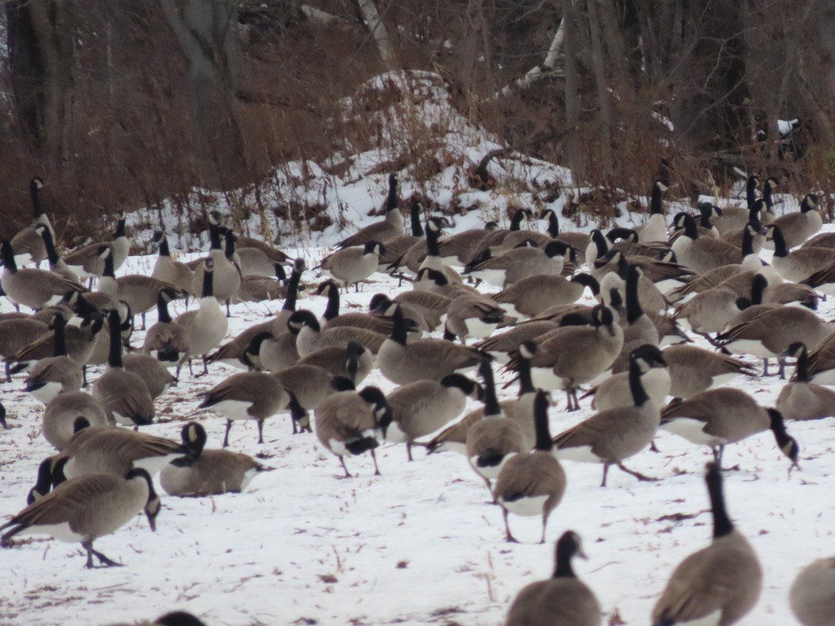 Barnacla Canadiense Grande - ML645302827