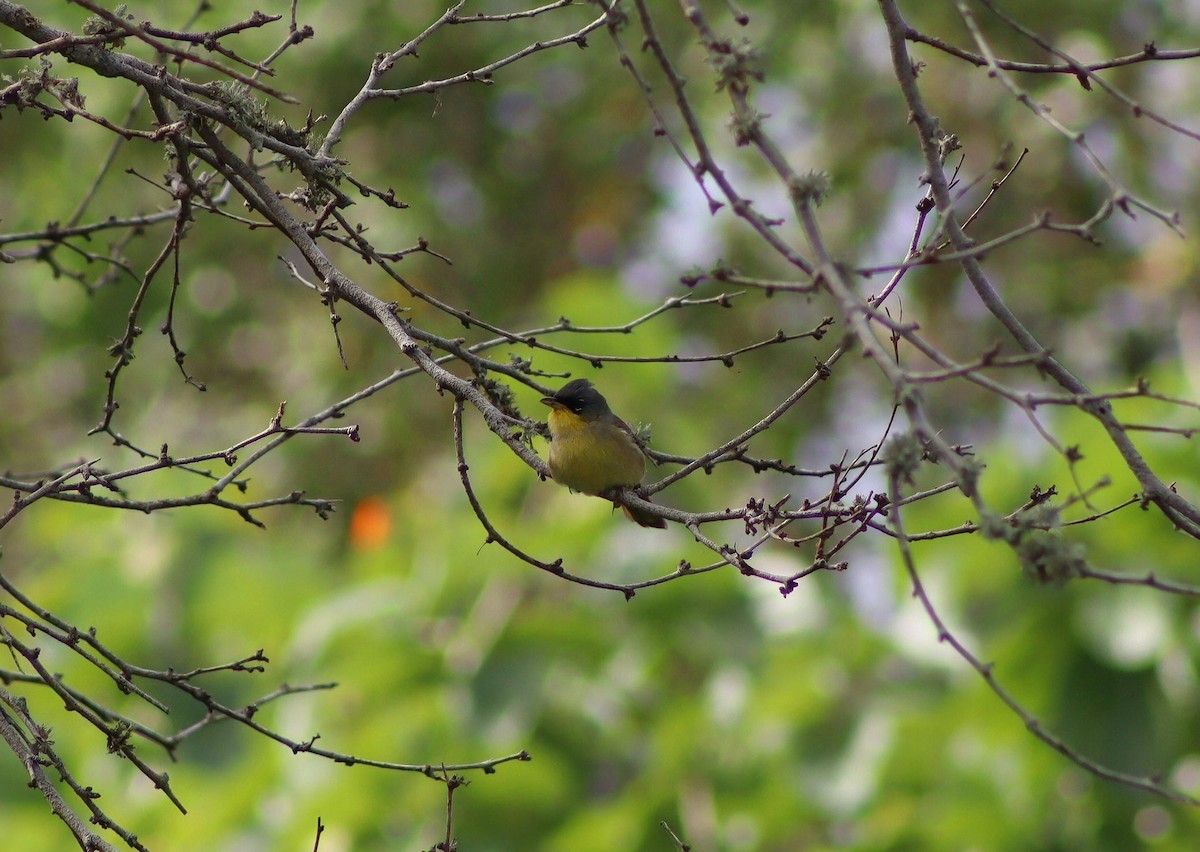 Gray-crowned Yellowthroat - ML645302842