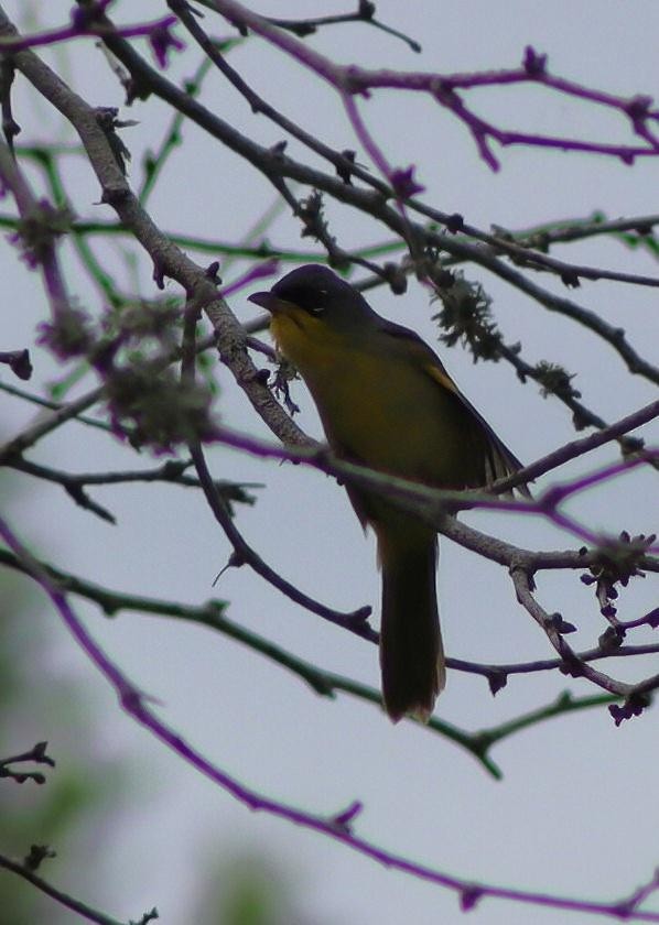 Gray-crowned Yellowthroat - ML645302845