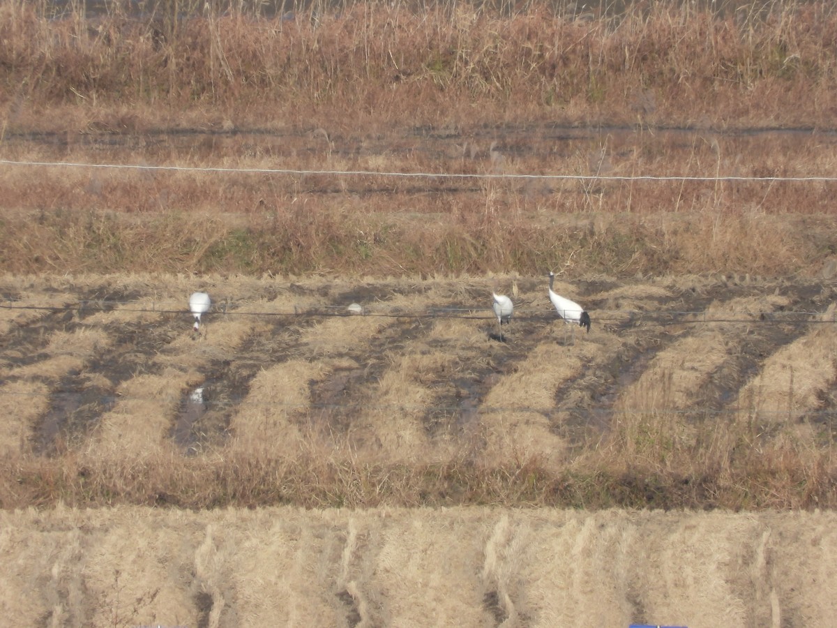 Mandschurenkranich - ML645302848