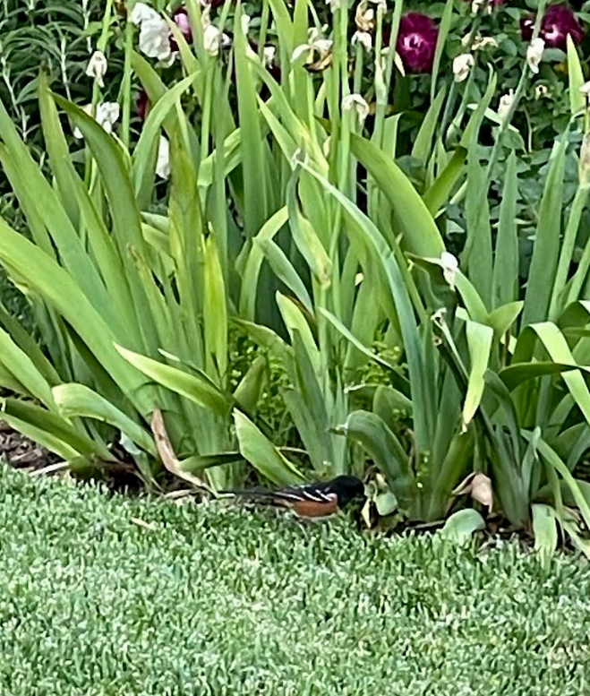 Spotted Towhee - ML645302850