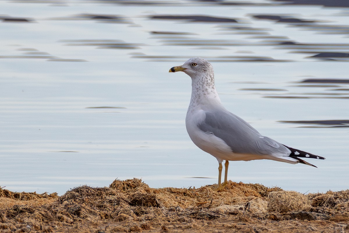 Halkalı Martı - ML645302853