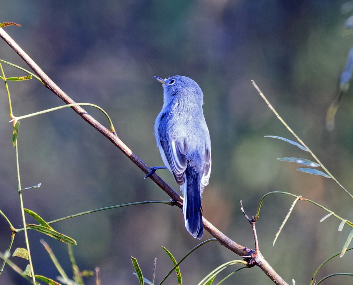 Голубая комароловка - ML645302870