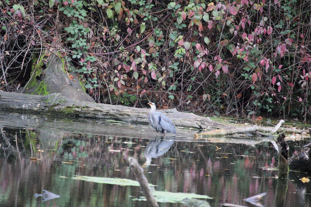 Great Blue Heron - ML645302873