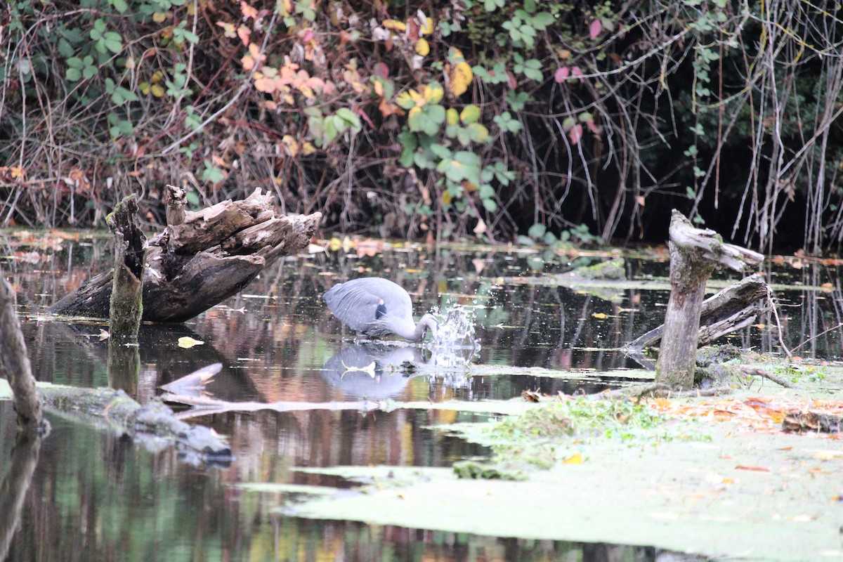 Great Blue Heron - ML645302874