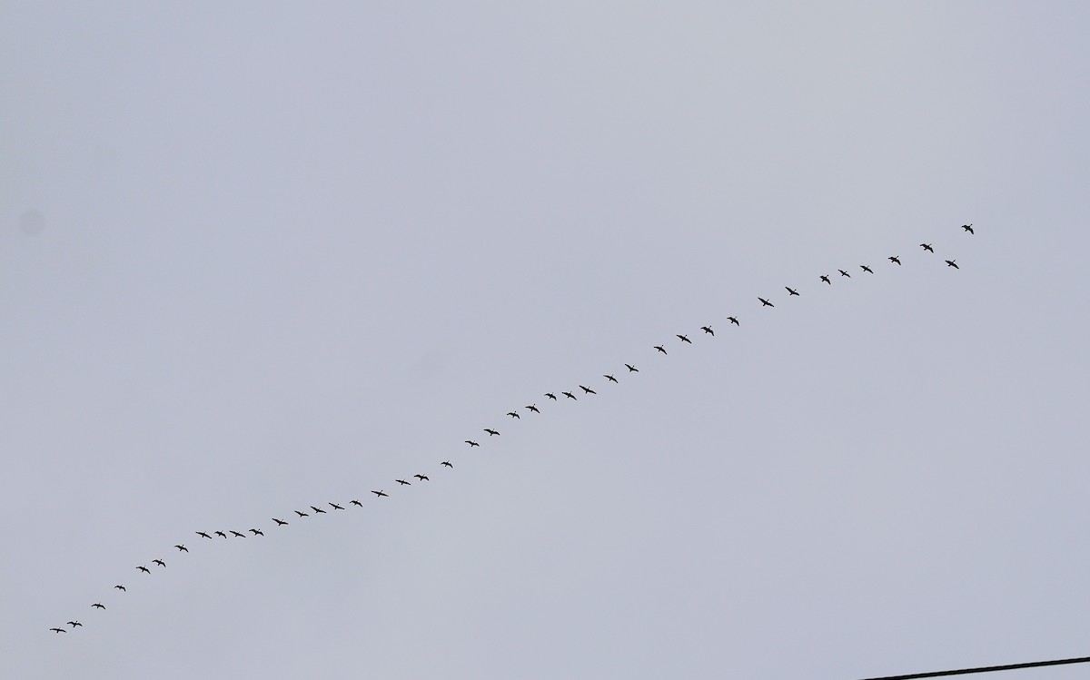 Barnacla Canadiense Grande - ML645302885