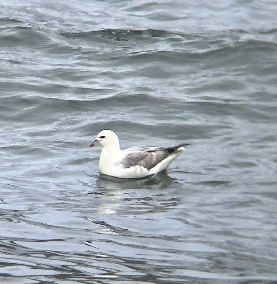 Northern Fulmar - ML645302888