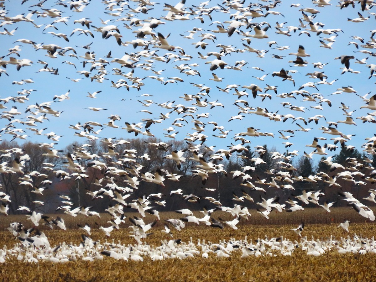 Snow Goose - ML645302890