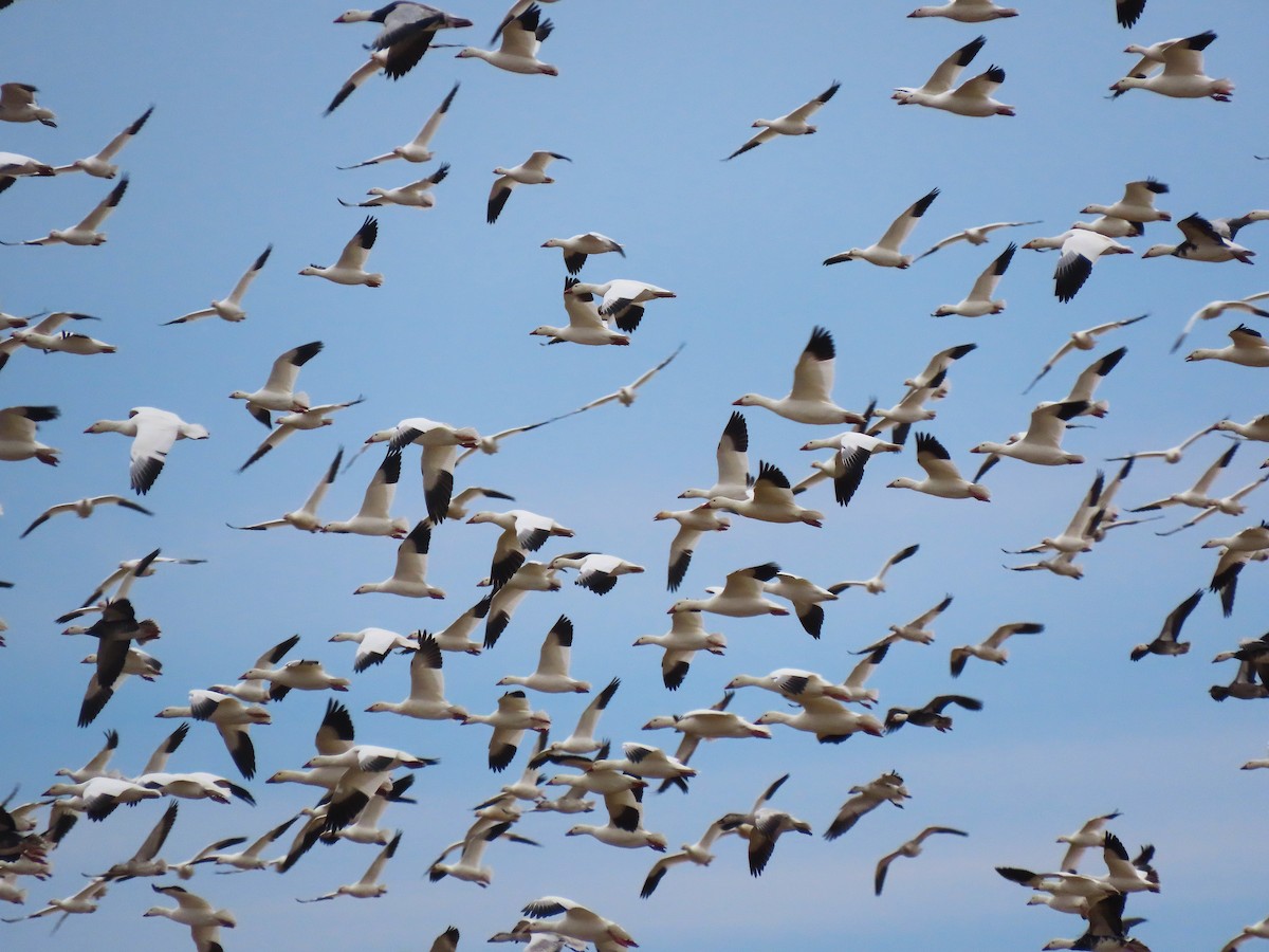 Snow Goose - ML645302891