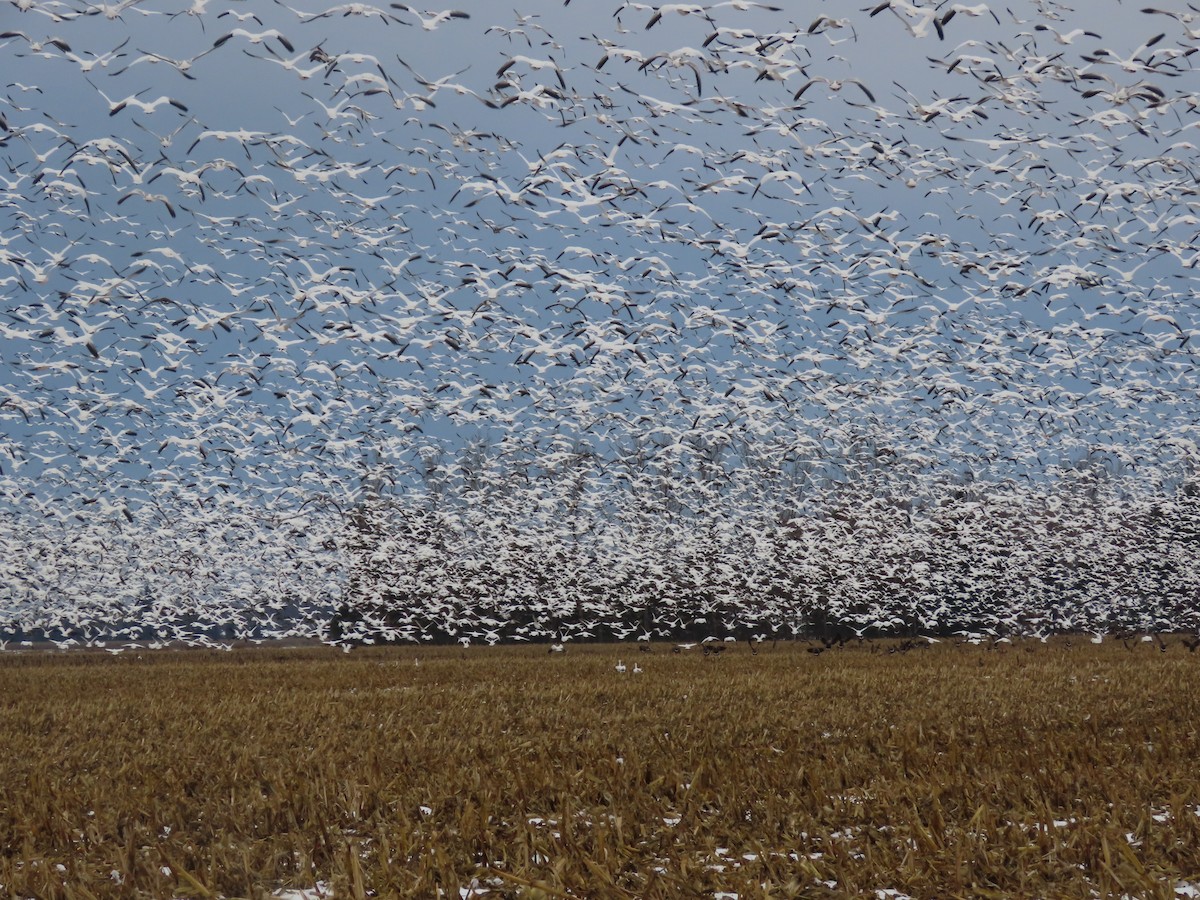 Snow Goose - ML645302892