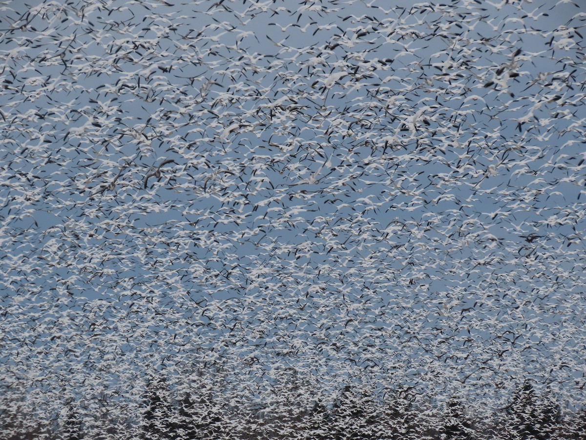 Snow Goose - ML645302893