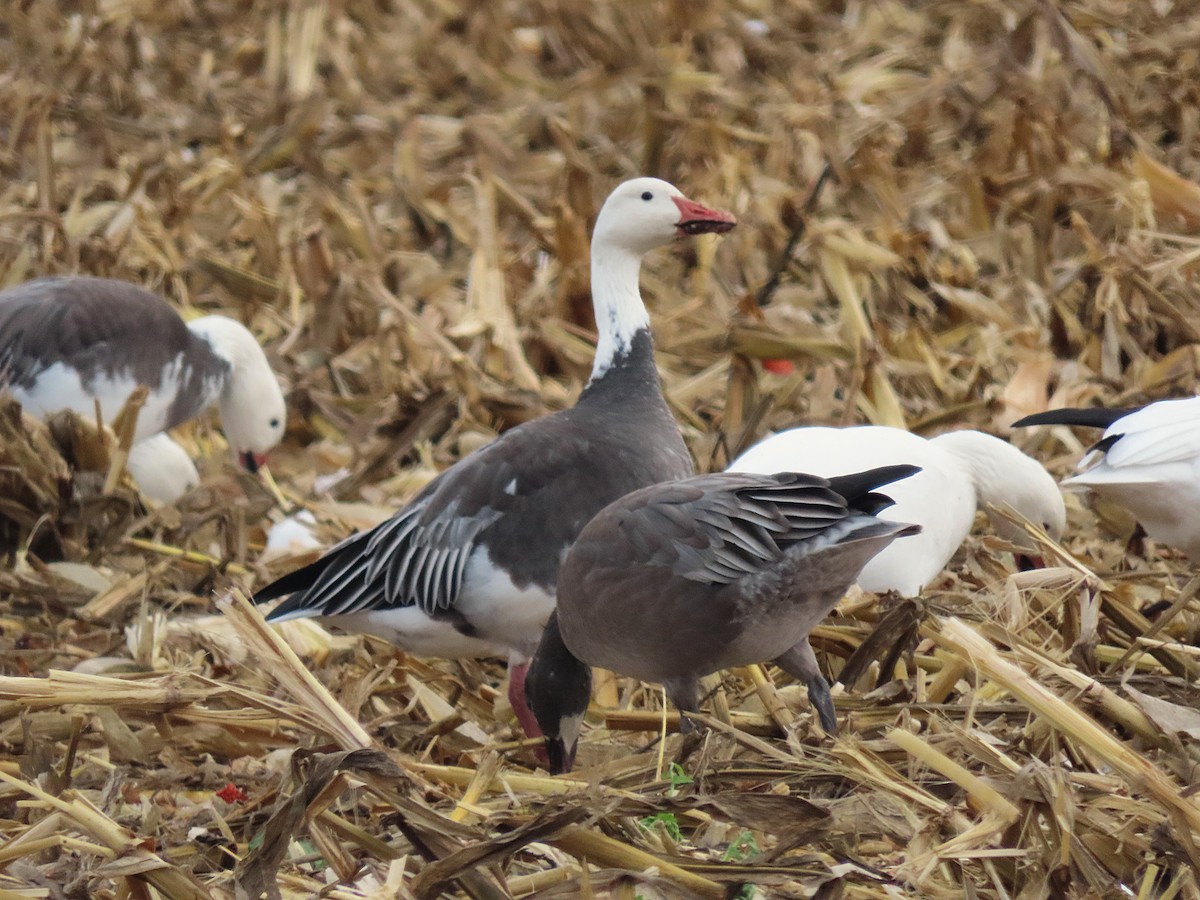 Snow Goose - ML645302894