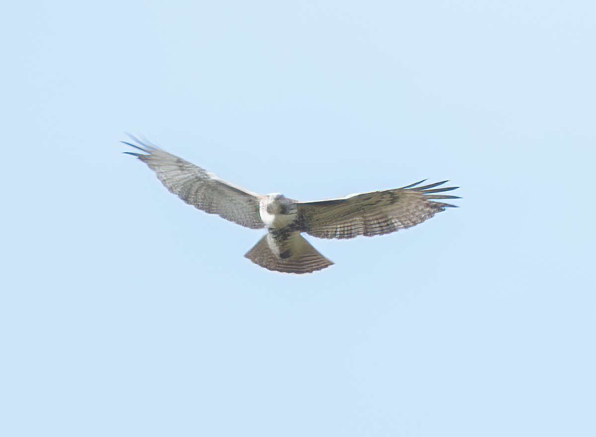 Red-tailed Hawk - ML645302896