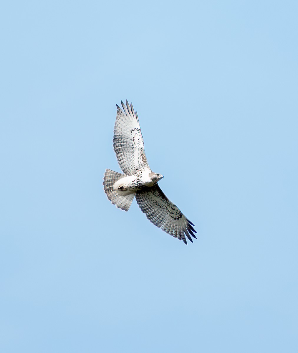 Red-tailed Hawk - ML645302898