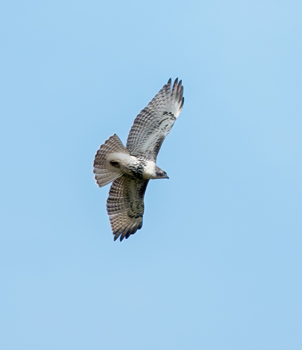 Red-tailed Hawk - ML645302899